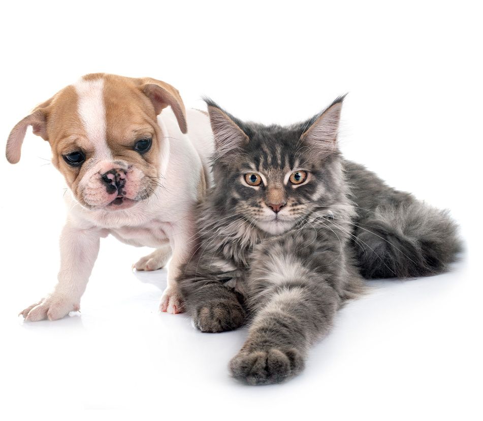 Prevenciones y cuidados para cachorros y gatitos