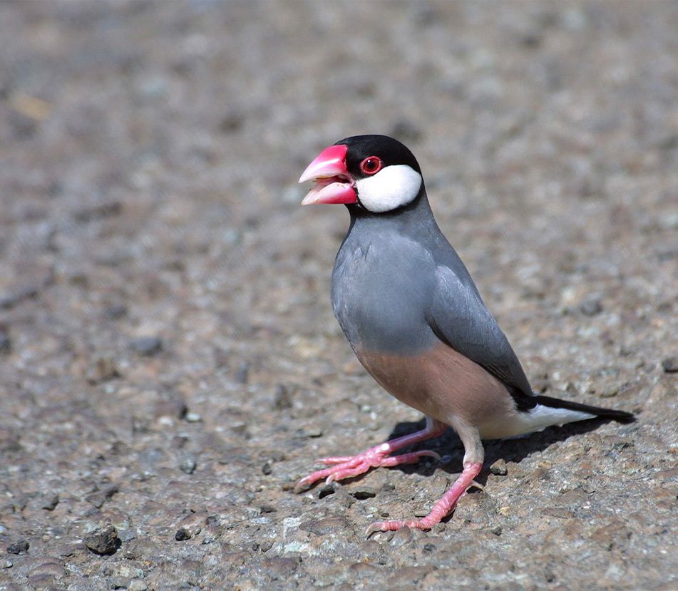 Aves: Calafates