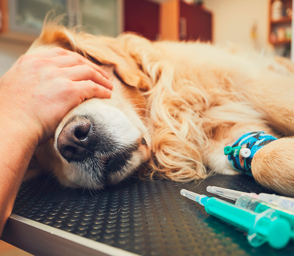Las vacunas necesarias para tu perro