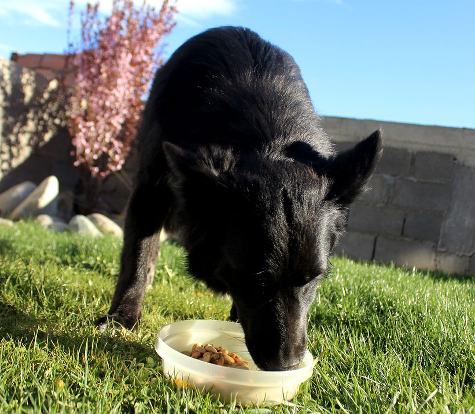 ¿Qué alimentos son los ideales para perros y gatos?