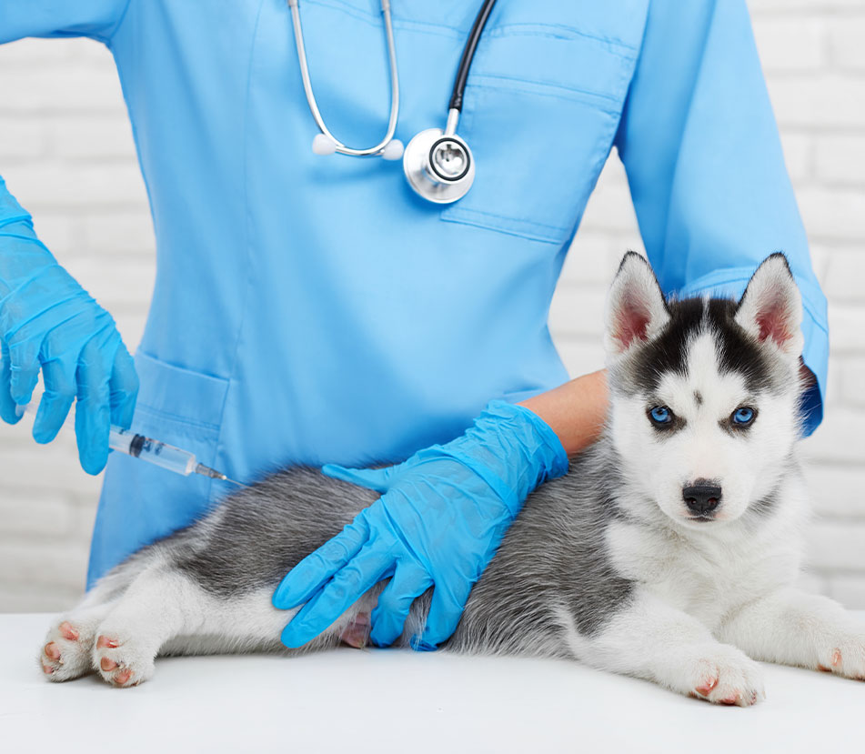¡La importancia de la vacuna Antirrábica en Perros!