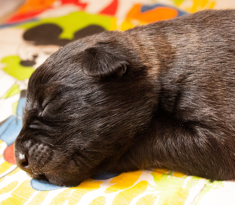 ¡Recomendaciones y cuidados para cachorros recién nacidos!