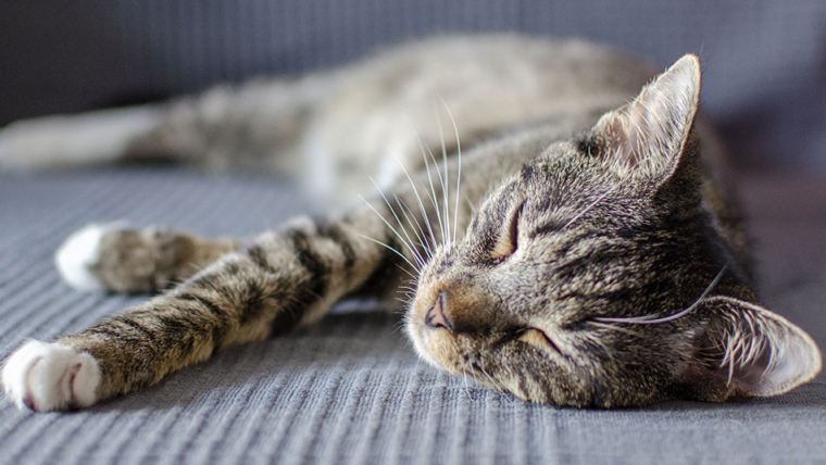 ¿Por qué duermen tanto los gatos?