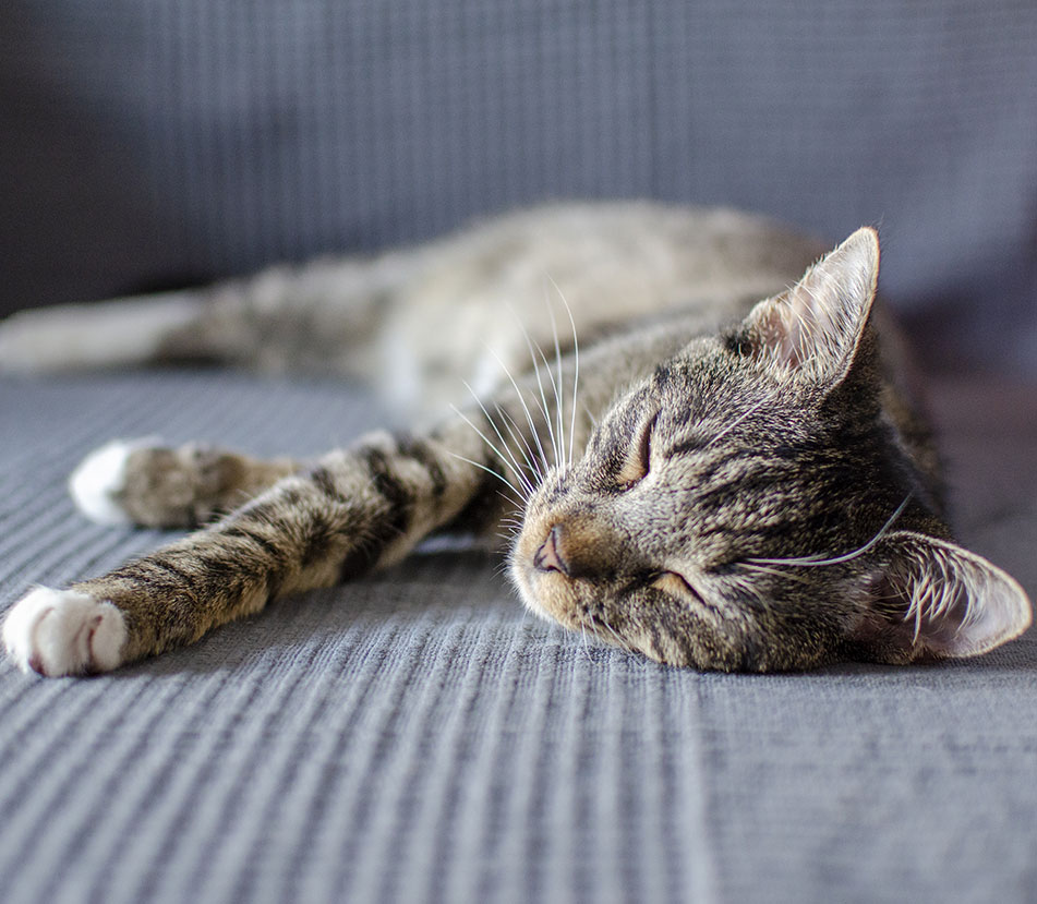 ¿Por qué duermen tanto los gatos?