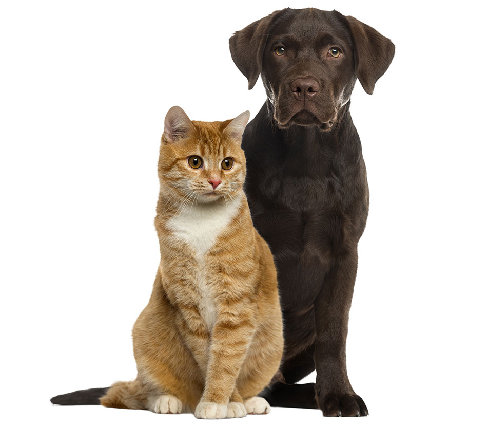 ¡Enfermedades comunes en perros y gatos!