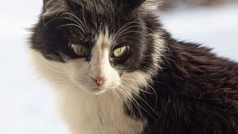 ¿Por qué los gatos se frotan contra las cosas?