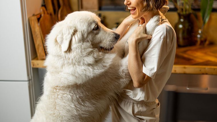 ¿Por qué tu perro te sigue para todos lados?