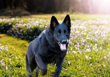 ¿Cómo afecta la primavera a las mascotas?