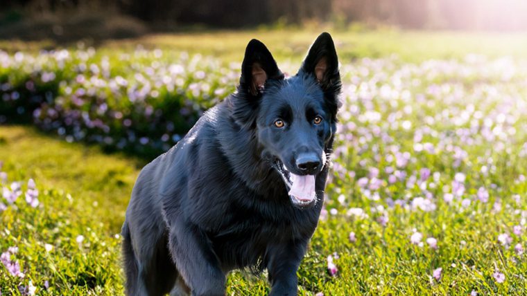¿Cómo afecta la primavera a las mascotas?