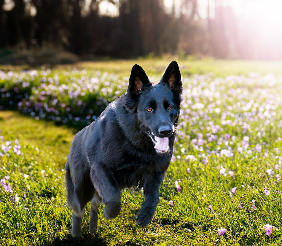 ¿Cómo afecta la primavera a las mascotas?